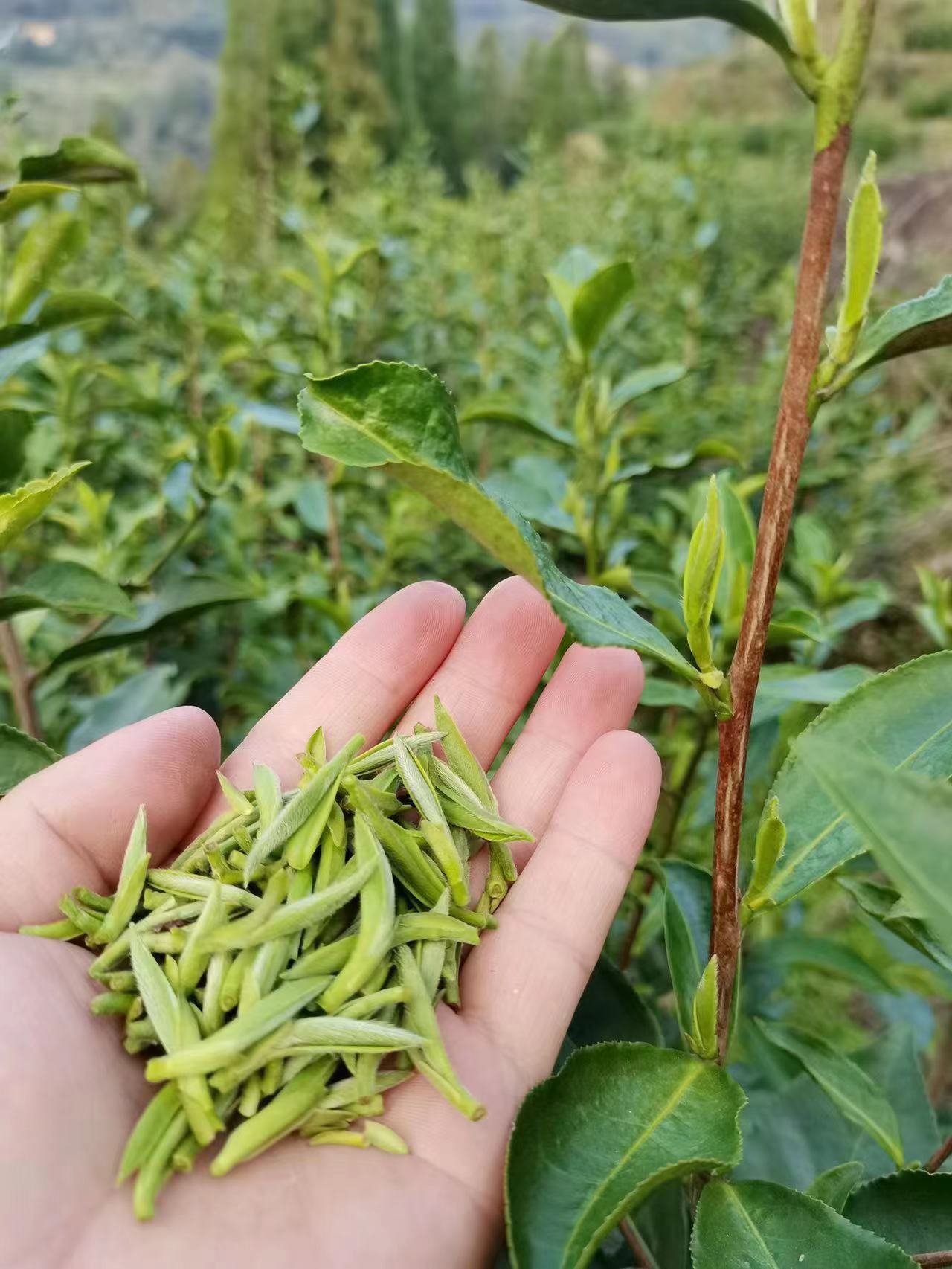 2017 Wild Mu Dan Wang “Peony King” White Tea