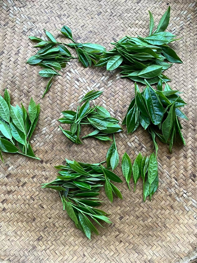 2023 Tian Jian Loose Leaf - Anhua Dark Tea