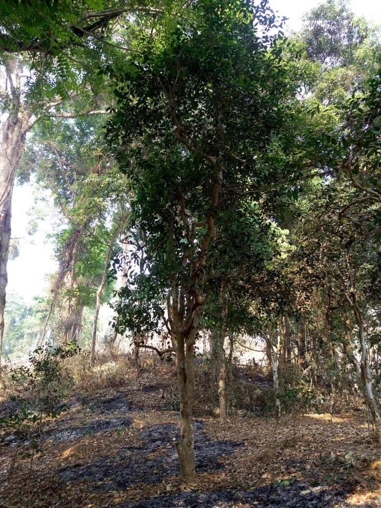 2020 Bulang Gu Shu Early Spring Sheng Pu'er Tea Cake