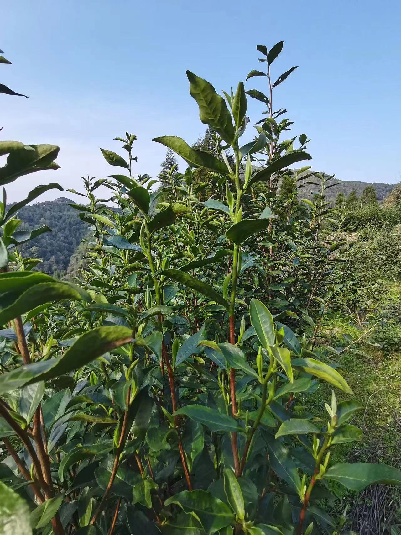 2017 Wild Mu Dan Wang “Peony King” White Tea