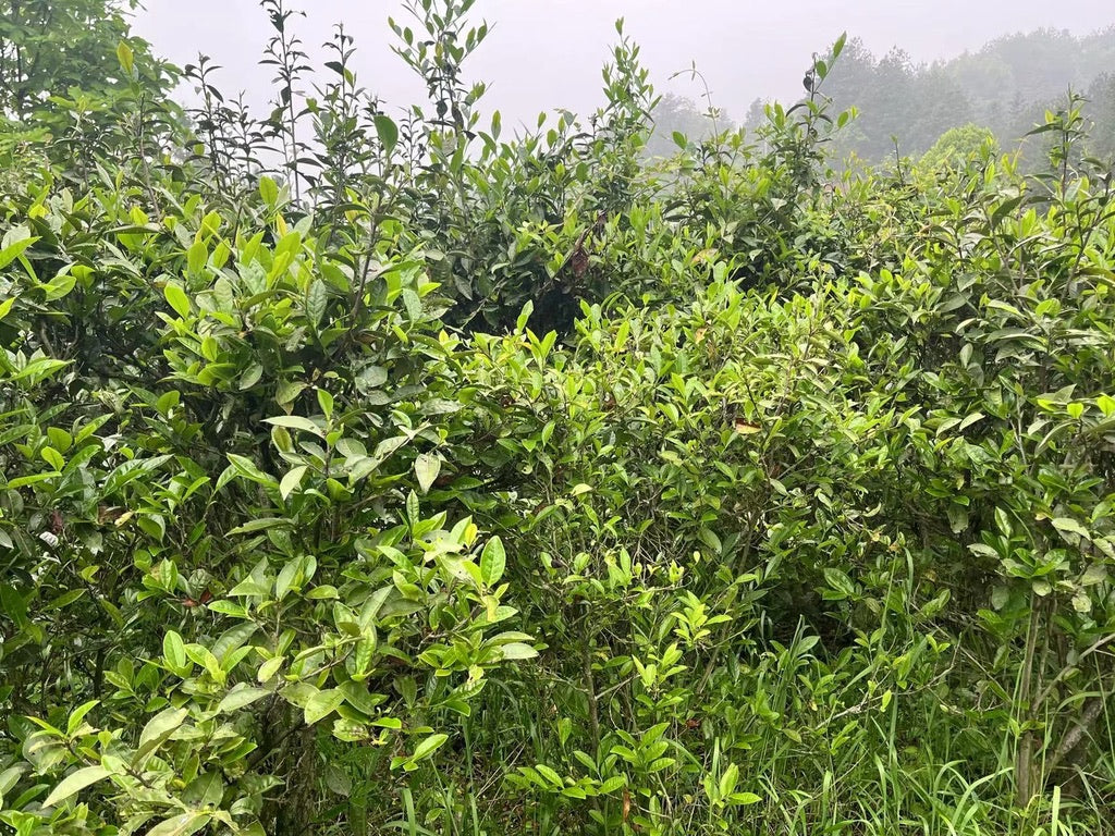 2023 Tian Jian Loose Leaf - Anhua Dark Tea