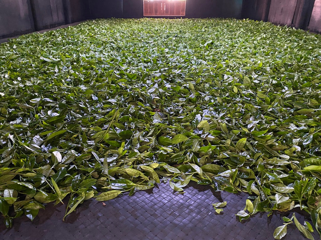 2022 Guadun Lapsang Souchong - Traditionally Smoked Zheng Shan Xiao Zhong