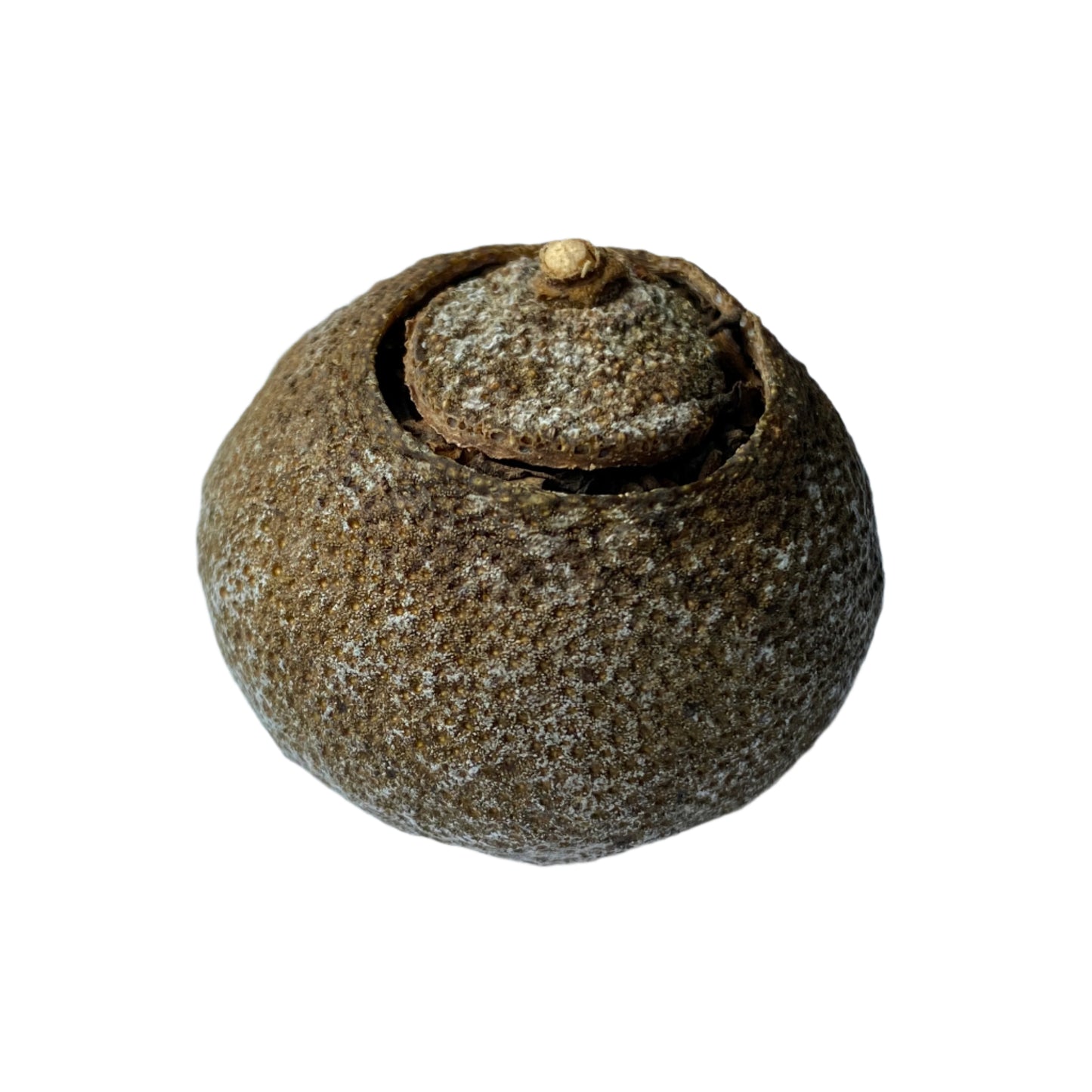 2010/2017 Xiao Qing Gan “Little Tangerine” Shou Pu'er