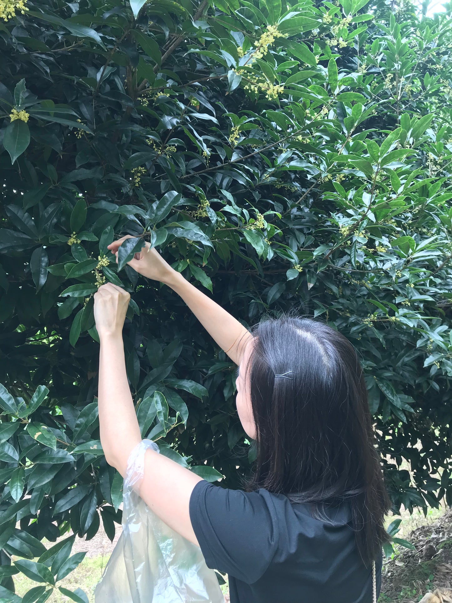 2018/2020 Osmanthus Scented Ya Xi Loose Leaf Tibetan Tea