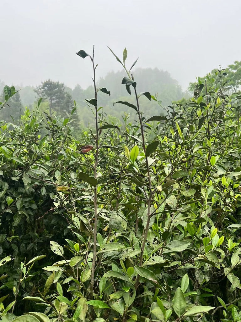 2023 Tian Jian Loose Leaf - Anhua Dark Tea