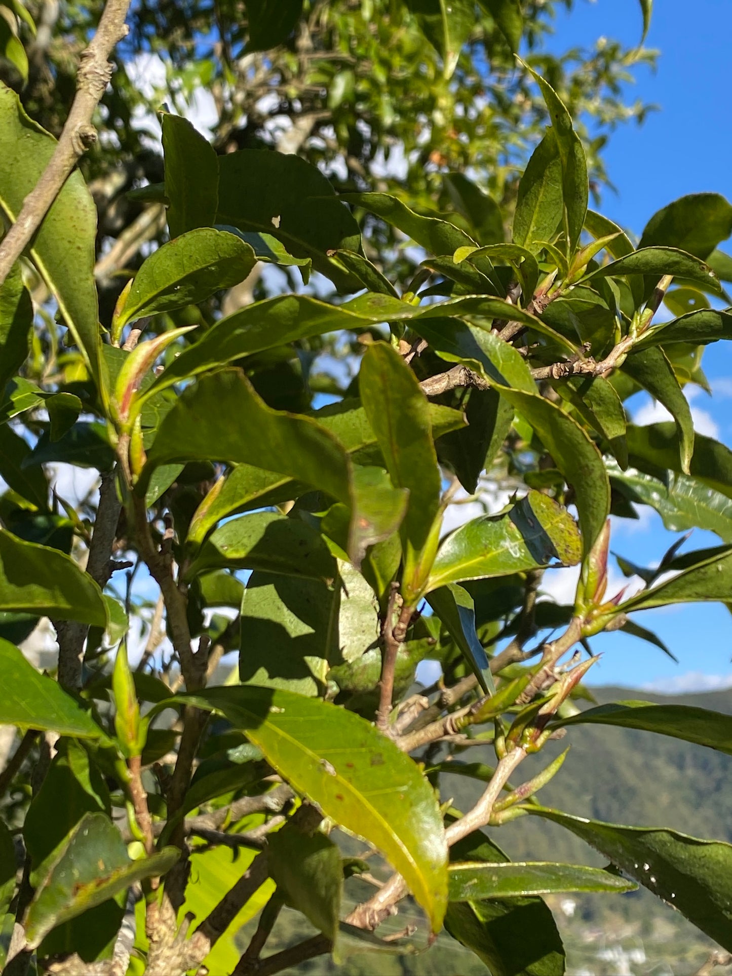2023 Bangdong Wild Purple Ya Bao White Tea from Yunnan