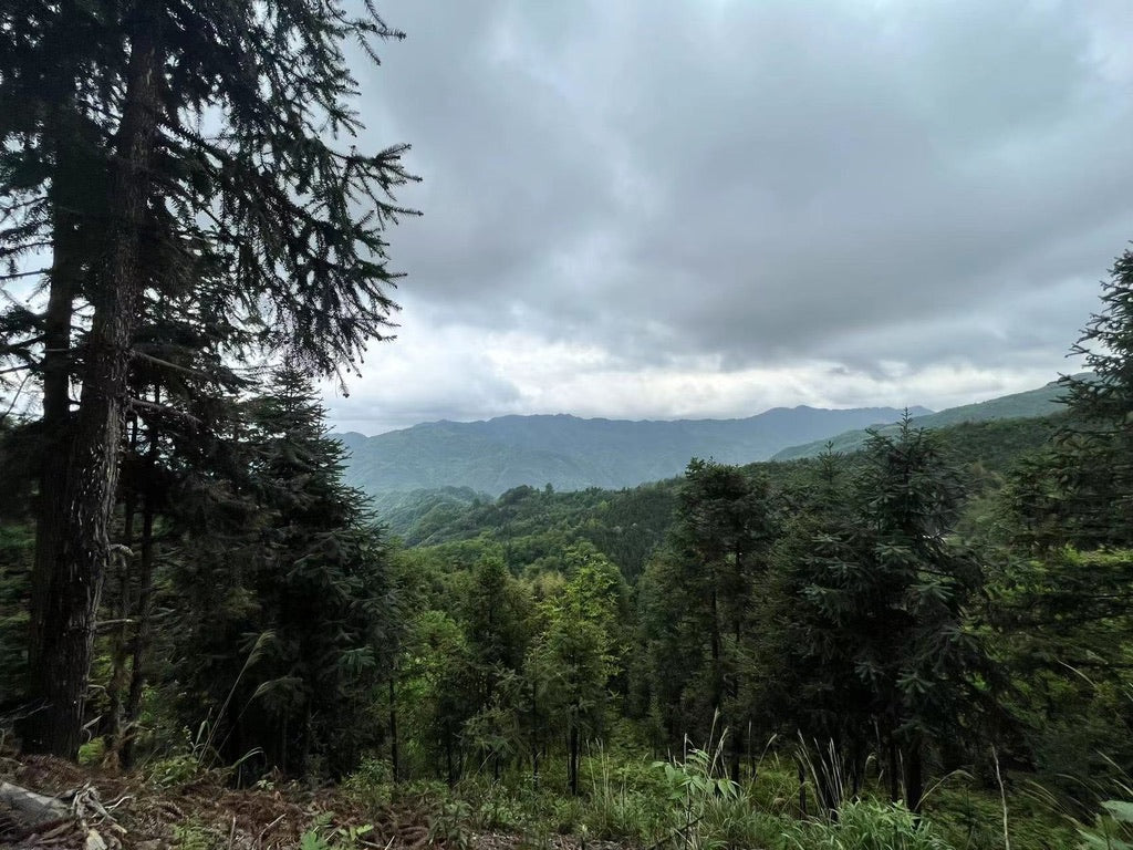 2023 Tian Jian Loose Leaf - Anhua Dark Tea