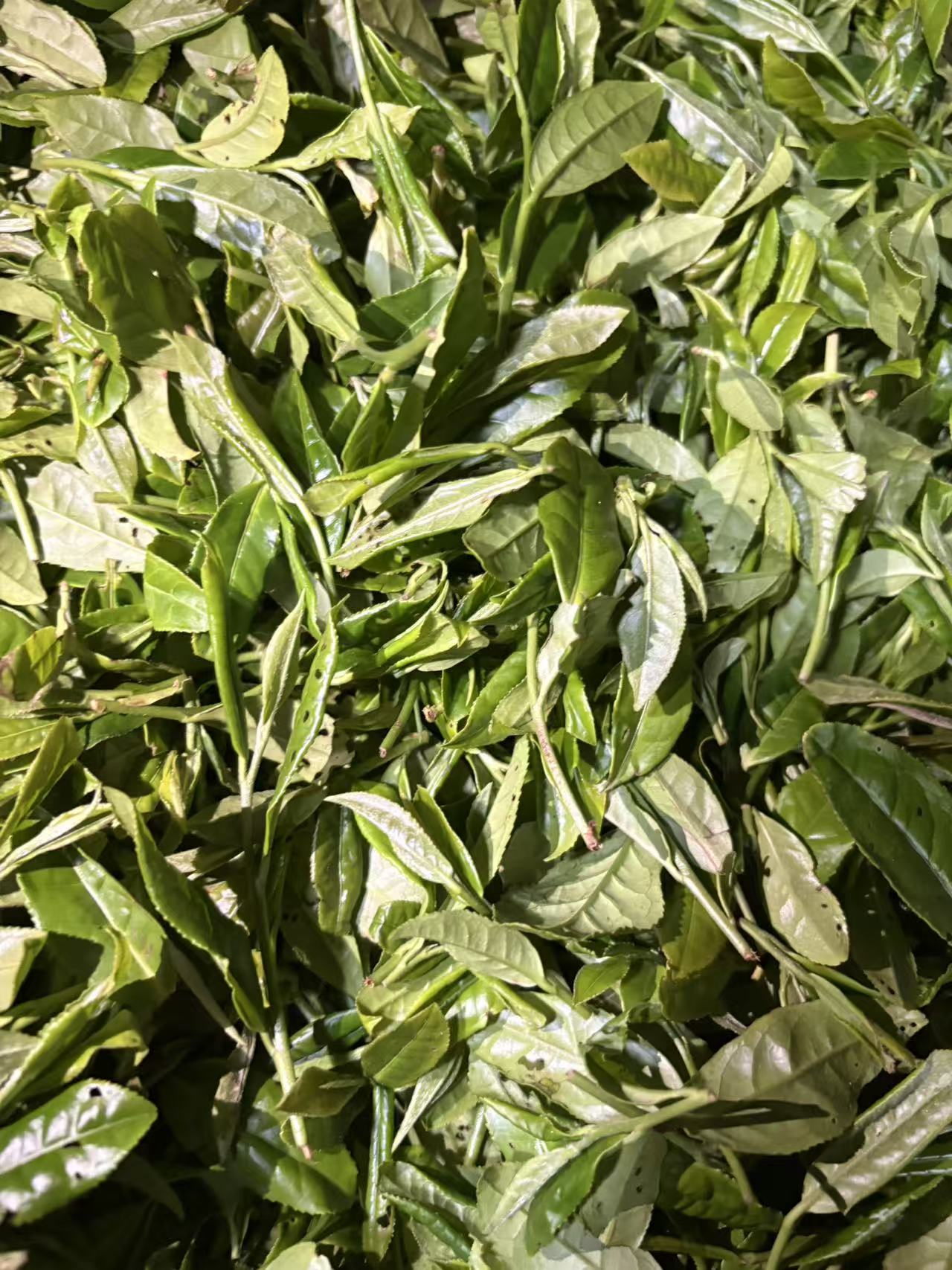2024 Wuyishan Wild-Grown Black Tea