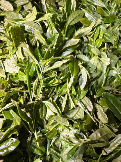 2024 Wuyishan Wild-Grown Black Tea