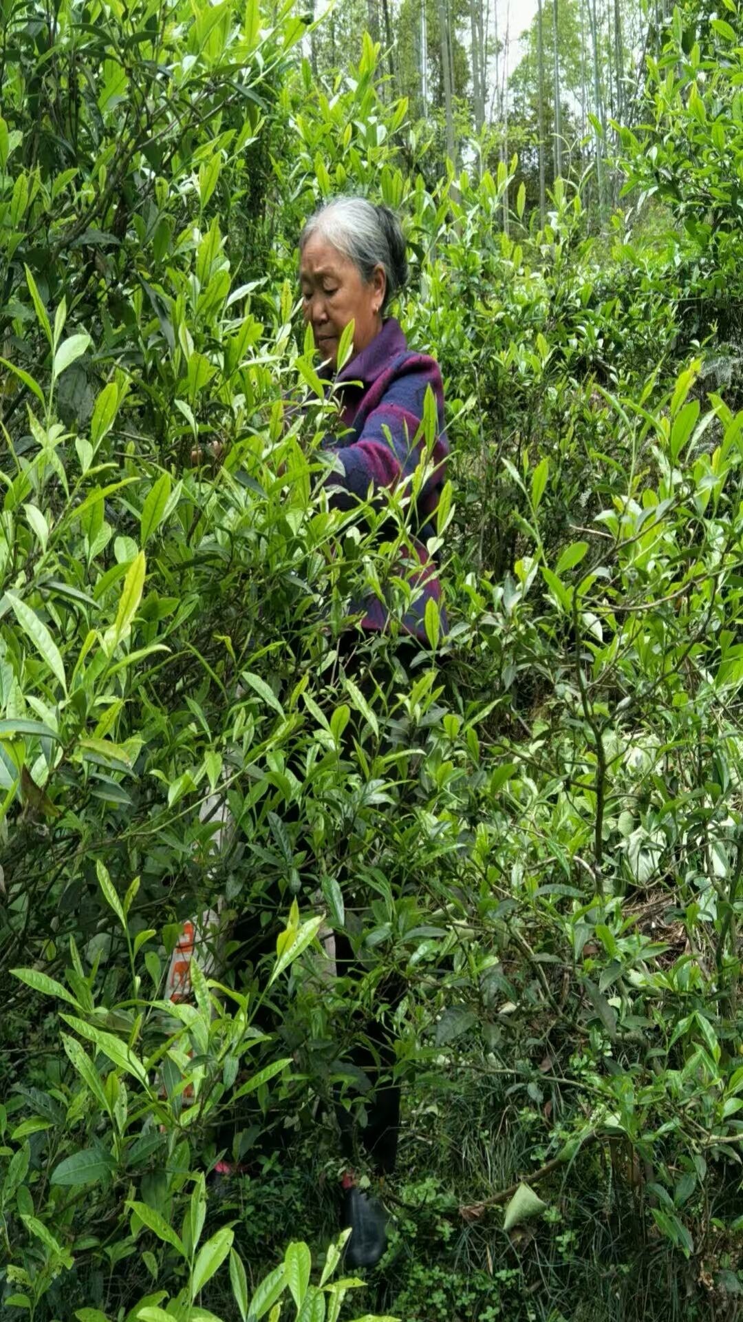 2024 Wuyishan Wild-Grown Black Tea