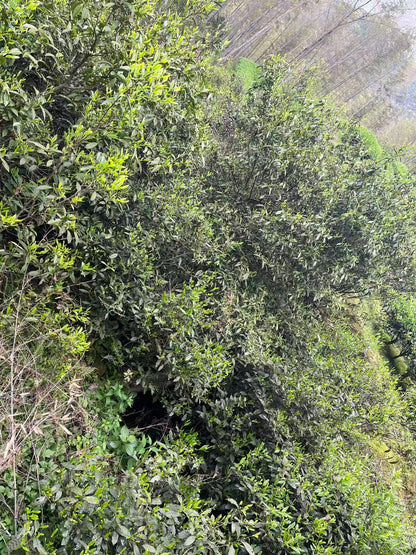 2024 Wuyishan Wild-Grown Black Tea