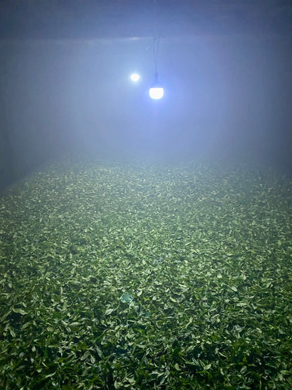 2022 Masu Lapsang Souchong - Traditionally Smoked Zheng Shan Xiao Zhong