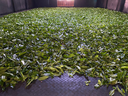 2022 Masu Lapsang Souchong - Traditionally Smoked Zheng Shan Xiao Zhong