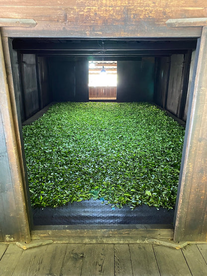 2022 Masu Lapsang Souchong - Traditionally Smoked Zheng Shan Xiao Zhong